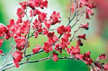 Heuchera sanguinea - all images: Floramedia
